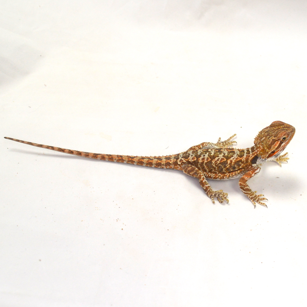 weibliche Farb-Bartagame, eigene Nachzucht, Schlupf März 2026, 27 g, 23 cm, Pogona vitticeps – Bild 2