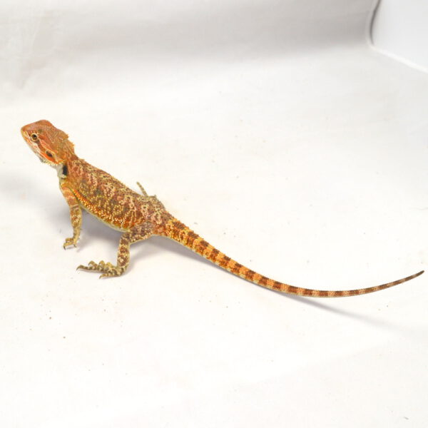 weibliche Farb-Bartagame, eigene Nachzucht, Schlupf M&auml;rz 2026, 44 g, 27 cm, Pogona vitticeps