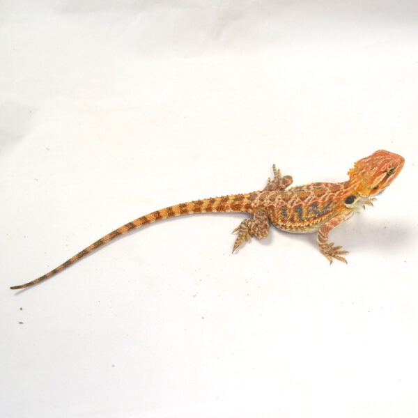weibliche Farb-Bartagame, eigene Nachzucht, Schlupf M&auml;rz 2026, 39 g, 24 cm, Pogona vitticeps