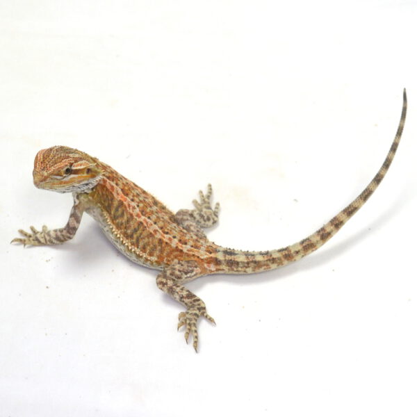 weibliche Farb-Bartagame, eigene Nachzucht, Schlupf M&auml;rz 2026, 37 g, 24 cm, Pogona vitticeps