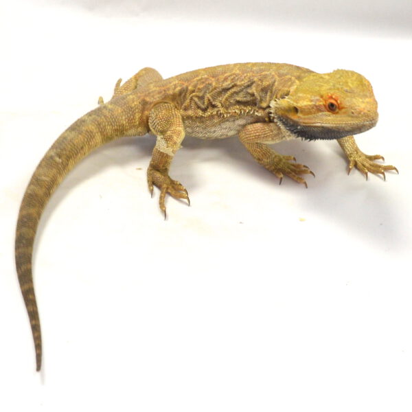 m&auml;nnliche Farb-Bartagame, deutsche Nachzucht, Schlupf April 2025, 274 g, 40 cm, Pogona vitticeps