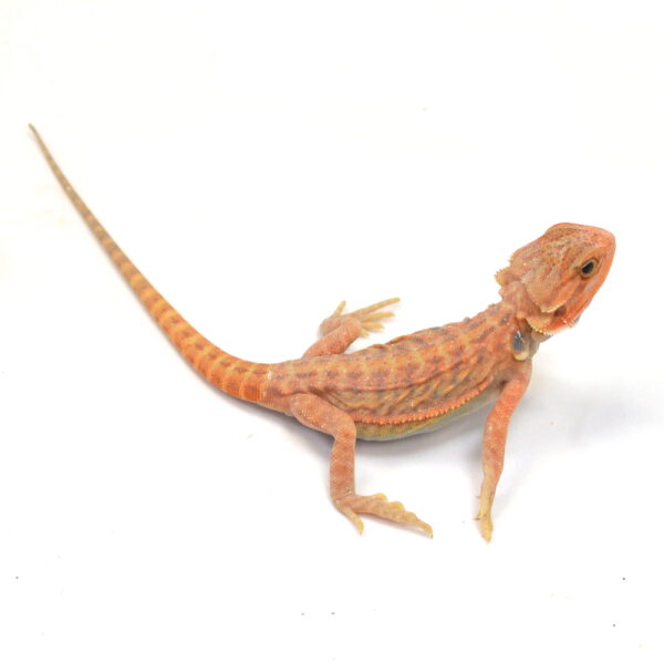 m&auml;nnliche Farb-Bartagame, eigene Nachzucht, Schlupf M&auml;rz 2026, 24 g, 22 cm, Pogona vitticeps
