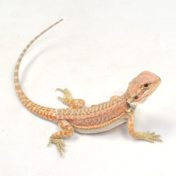 m&auml;nnliche Farb-Bartagame, eigene Nachzucht, Schlupf M&auml;rz 2026, 20 g, 20 cm, Pogona vitticeps
