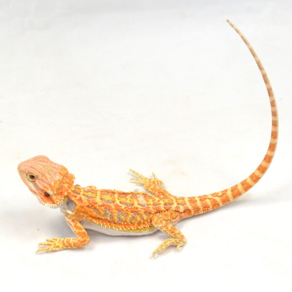 weibliche Farb-Bartagame, eigene Nachzucht, Schlupf M&auml;rz 2026, 27 g, 22 cm, Pogona vitticeps