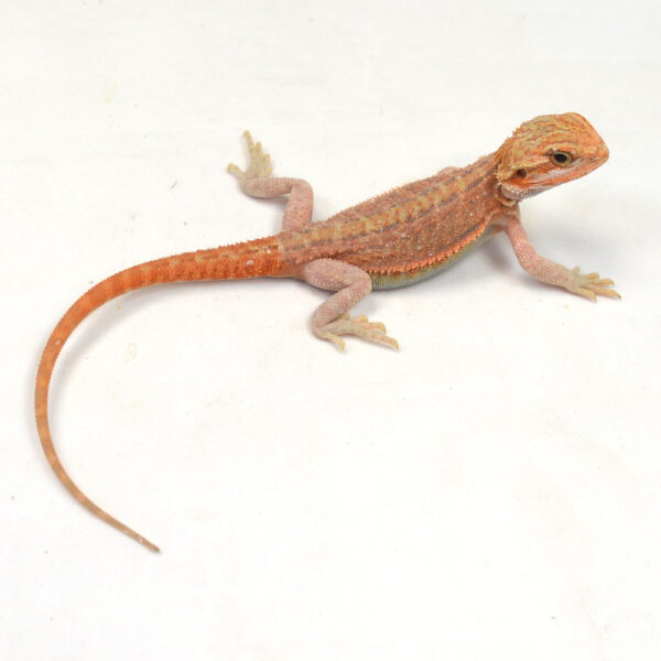m&auml;nnliche Farb-Bartagame, eigene Nachzucht, Schlupf M&auml;rz 2026, 23 g, 22 cm, Pogona vitticeps