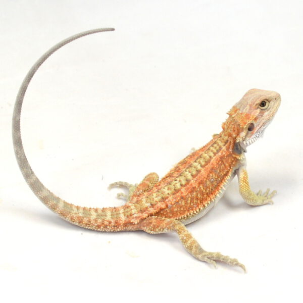 m&auml;nnliche Farb-Bartagame, eigene Nachzucht, Schlupf M&auml;rz 2026, 27 g, 22 cm, Pogona vitticeps