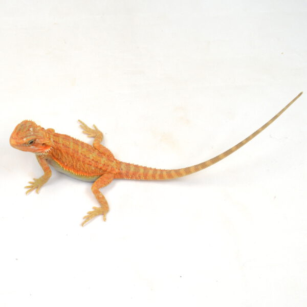 weibliche Farb-Bartagame, eigene Nachzucht, Schlupf M&auml;rz 2026, 39 g, 25 cm, Pogona vitticeps