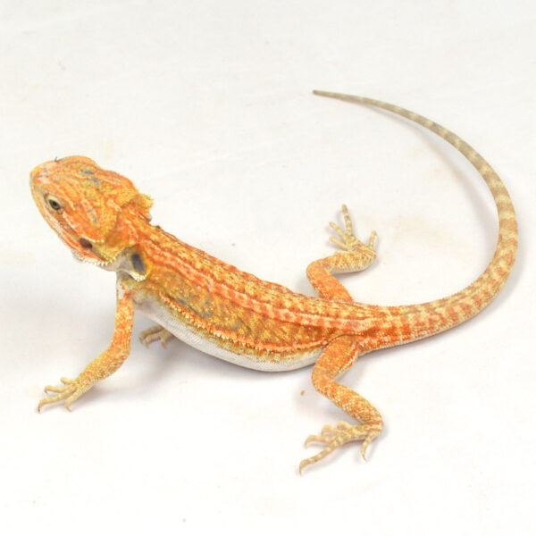 m&auml;nnliche Farb-Bartagame, eigene Nachzucht, Schlupf M&auml;rz 2026, 28 g, 23 cm, Pogona vitticeps
