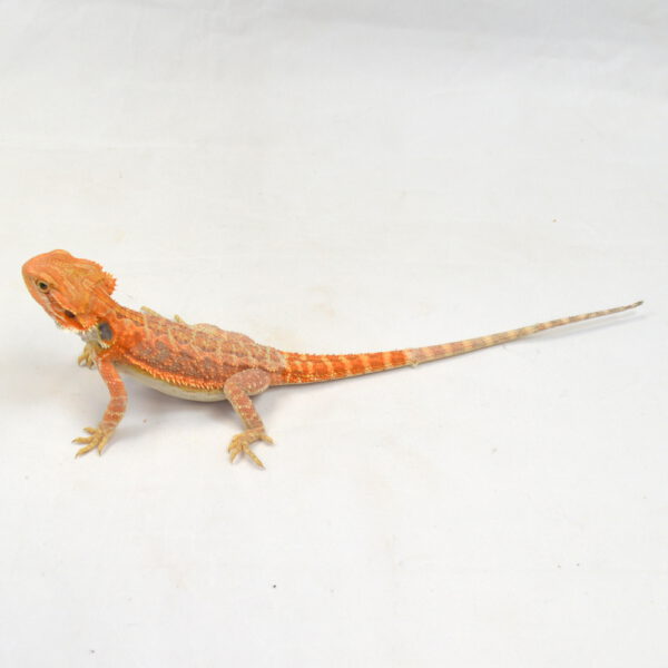 weibliche Farb-Bartagame, eigene Nachzucht, Schlupf M&auml;rz 2026, 40 g, 25 cm, Pogona vitticeps
