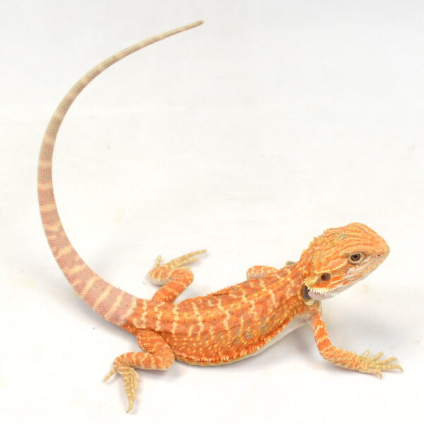 weibliche Farb-Bartagame, eigene Nachzucht, Schlupf M&auml;rz 2026, 32 g, 24 cm, Pogona vitticeps