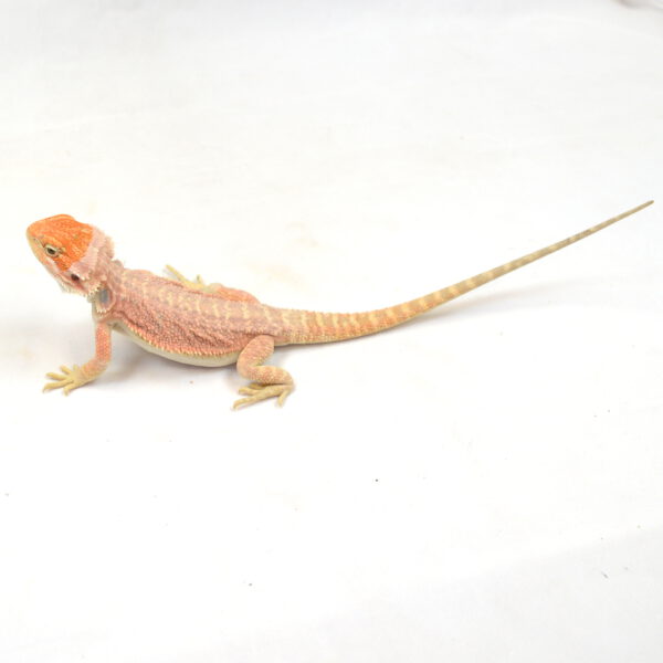 m&auml;nnliche Farb-Bartagame, eigene Nachzucht, Schlupf M&auml;rz 2026, 49 g, 26 cm, Pogona vitticeps