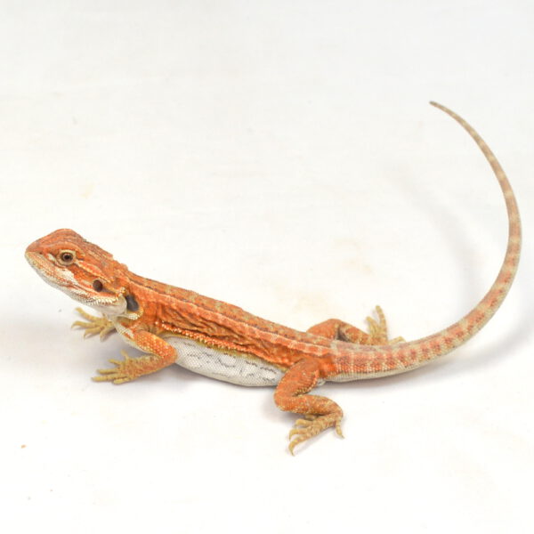 m&auml;nnliche Farb-Bartagame, eigene Nachzucht, Schlupf M&auml;rz 2026, 33 g, 24 cm, Pogona vitticeps