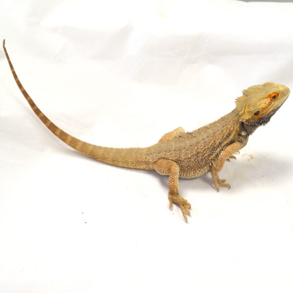 m&auml;nnliche Farb-Bartagame, deutsche Nachzucht, Schlupf April 2025, 236 g, 41 cm, Pogona vitticeps