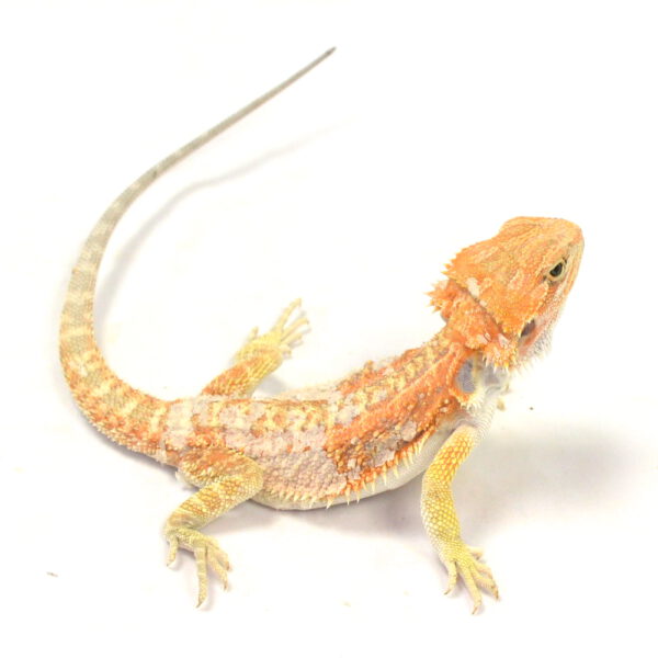 m&auml;nnliche Farb-Bartagame, eigene Nachzucht, Schlupf M&auml;rz 2026, 50 g, 29 cm, Pogona vitticeps