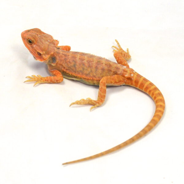 weibliche Farb-Bartagame, eigene Nachzucht, Schlupf M&auml;rz 2026, 56 g, 27 cm, Pogona vitticeps