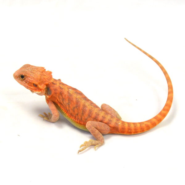 m&auml;nnliche Farb-Bartagame, eigene Nachzucht, Schlupf M&auml;rz 2026, 46 g, 27 cm, Pogona vitticeps