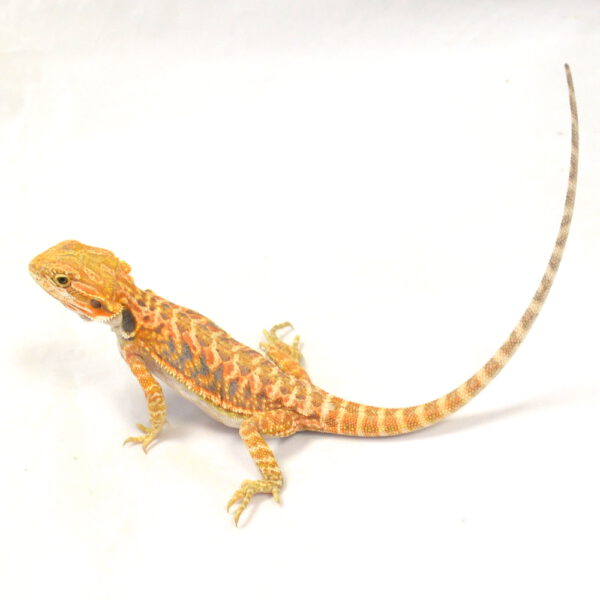 weibliche Farb-Bartagame, eigene Nachzucht, Schlupf M&auml;rz 2026, 38 g, 27 cm, Pogona vitticeps
