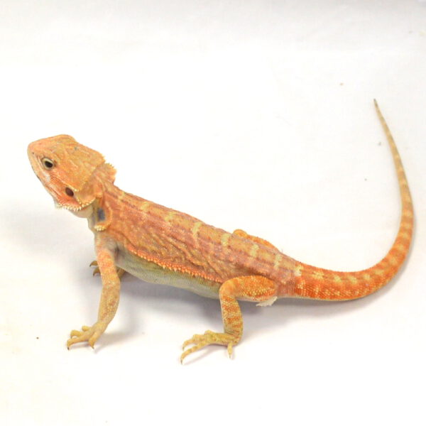 m&auml;nnliche Farb-Bartagame, eigene Nachzucht, Schlupf M&auml;rz 2026, 51 g, 28 cm, Pogona vitticeps