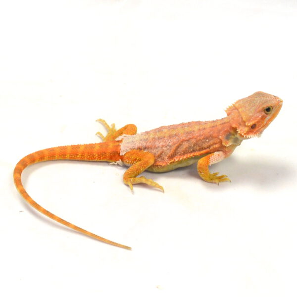 weibliche Farb-Bartagame, eigene Nachzucht, Schlupf M&auml;rz 2026, 47 g, 27 cm, Pogona vitticeps