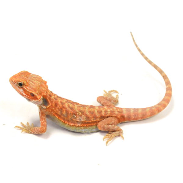 m&auml;nnliche Farb-Bartagame, eigene Nachzucht, Schlupf M&auml;rz 2026, 46 g, 27 cm, Pogona vitticeps
