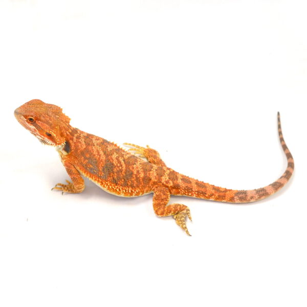 m&auml;nnliche Farb-Bartagame, eigene Nachzucht, Schlupf M&auml;rz 2026, 67 g, 30 cm, Pogona vitticeps