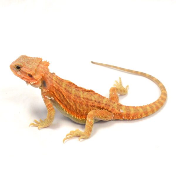 weibliche Farb-Bartagame, eigene Nachzucht, Schlupf M&auml;rz 2026, 66 g, 29 cm, Pogona vitticeps