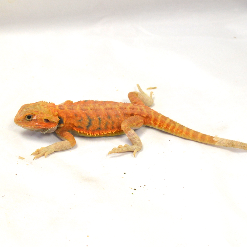 weibliche Farb-Bartagame, eigene Nachzucht, Schlupf März 2026, 65 g, 30 cm, Pogona vitticeps – Bild 3