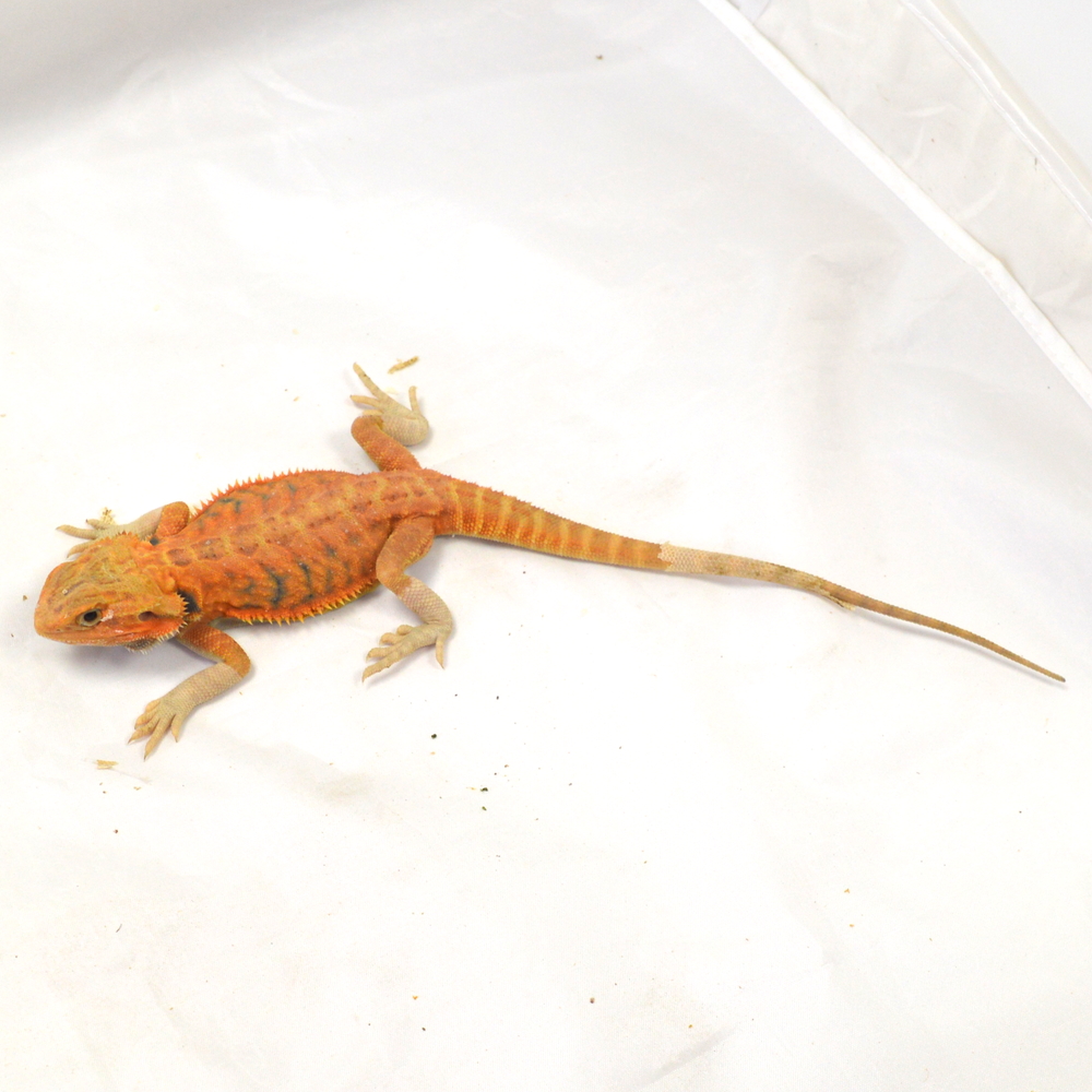 weibliche Farb-Bartagame, eigene Nachzucht, Schlupf März 2026, 65 g, 30 cm, Pogona vitticeps – Bild 2