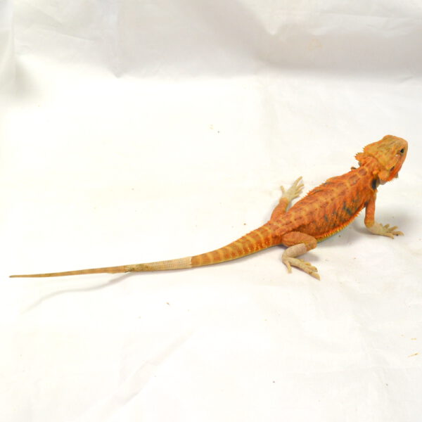 weibliche Farb-Bartagame, eigene Nachzucht, Schlupf M&auml;rz 2026, 65 g, 30 cm, Pogona vitticeps