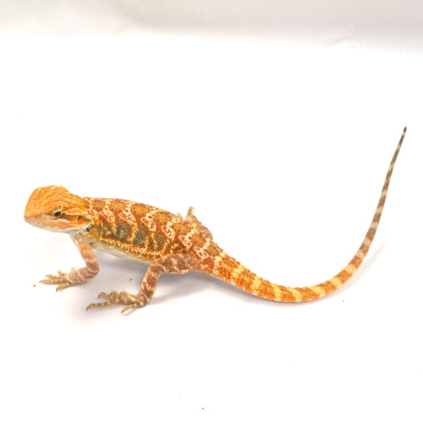 m&auml;nnliche Farb-Bartagame, eigene Nachzucht, Schlupf April 2026, 45 g, 27 cm, Pogona vitticeps