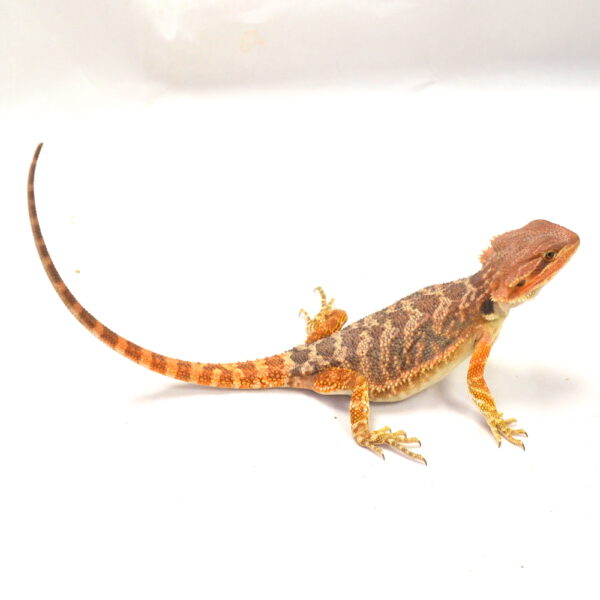 weibliche Farb-Bartagame, eigene Nachzucht, Schlupf April 2026, 60 g, 28 cm, Pogona vitticeps