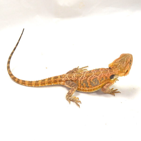 weibliche Farb-Bartagame, eigene Nachzucht, Schlupf April 2026, 58 g, 29 cm, Pogona vitticeps