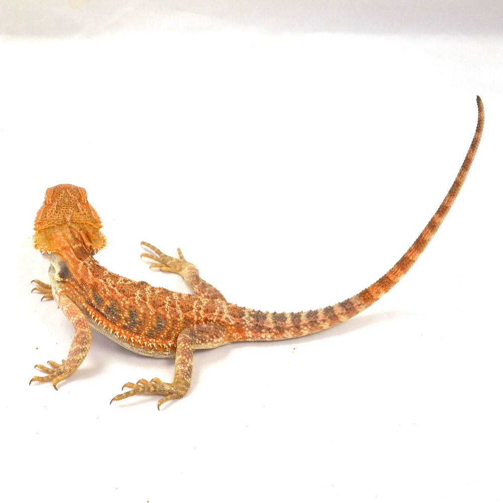weibliche Farb-Bartagame, eigene Nachzucht, Schlupf April 2026, 53 g, 28 cm, Pogona vitticeps – Bild 3