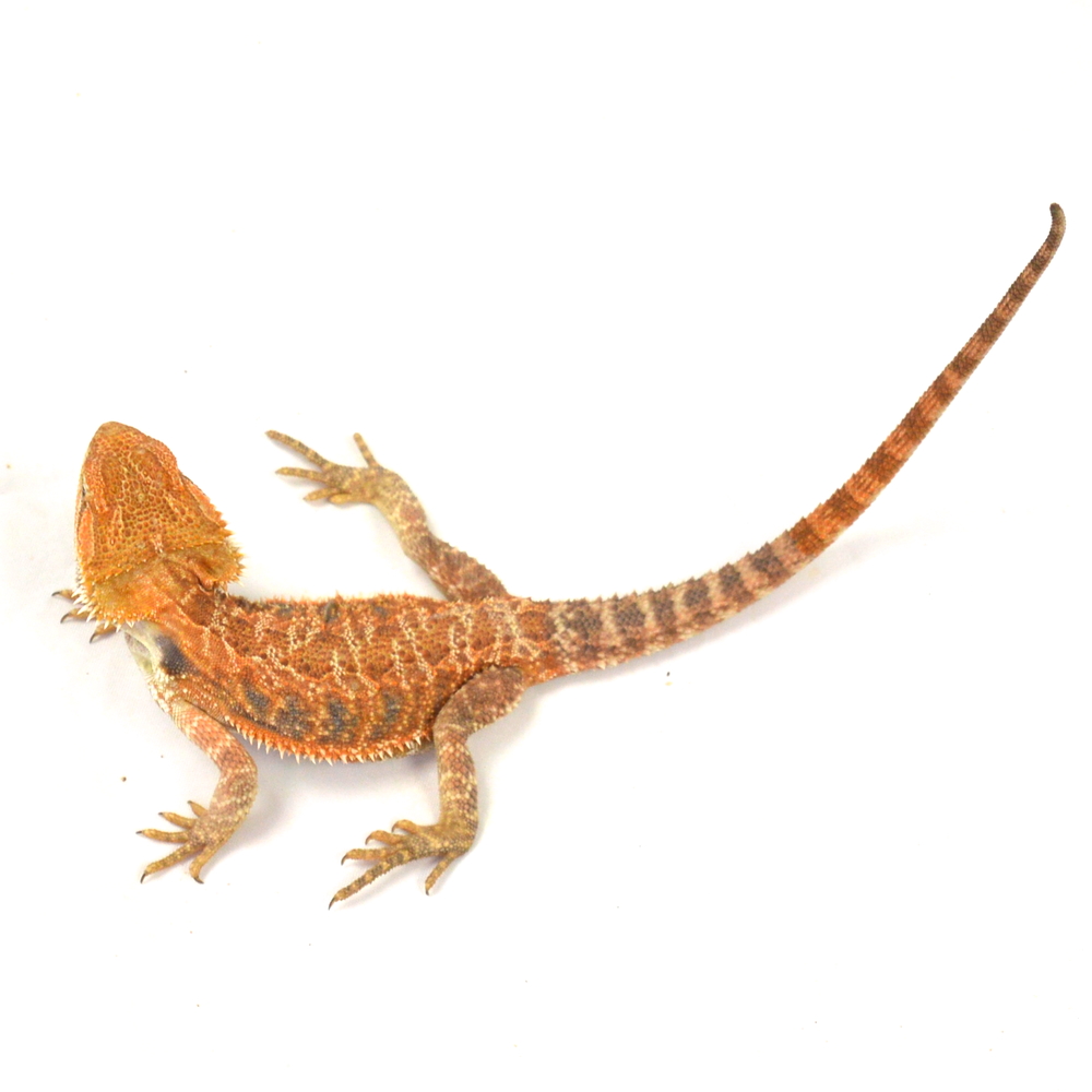 weibliche Farb-Bartagame, eigene Nachzucht, Schlupf April 2026, 53 g, 28 cm, Pogona vitticeps – Bild 2