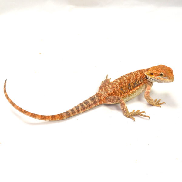 weibliche Farb-Bartagame, eigene Nachzucht, Schlupf April 2026, 53 g, 28 cm, Pogona vitticeps
