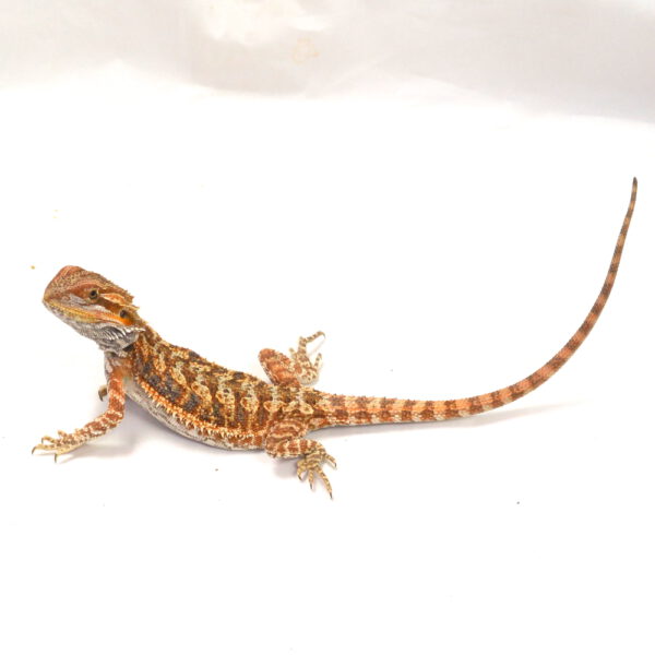 weibliche Farb-Bartagame, eigene Nachzucht, Schlupf April 2026, 48 g, 29 cm, Pogona vitticeps