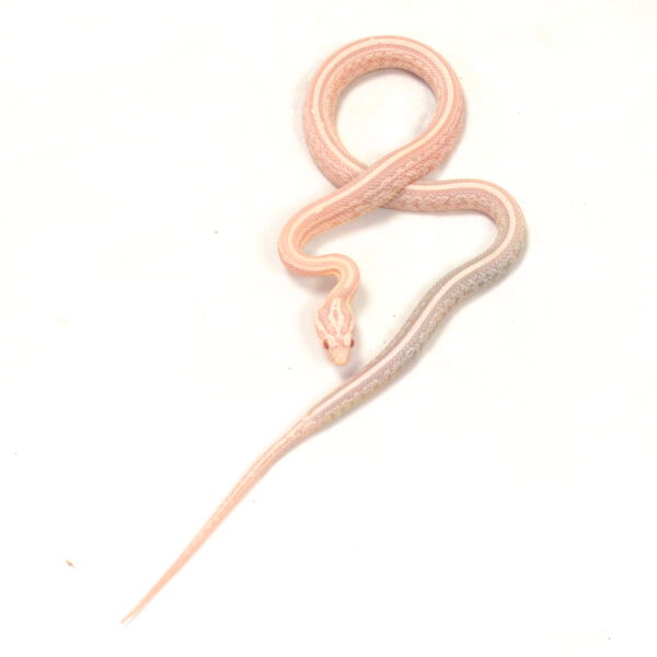 m&auml;nnliche Kornnatter - Tessera, Schlupf 01.06.2026, 11 g, 35 cm, Pantherophis guttatus