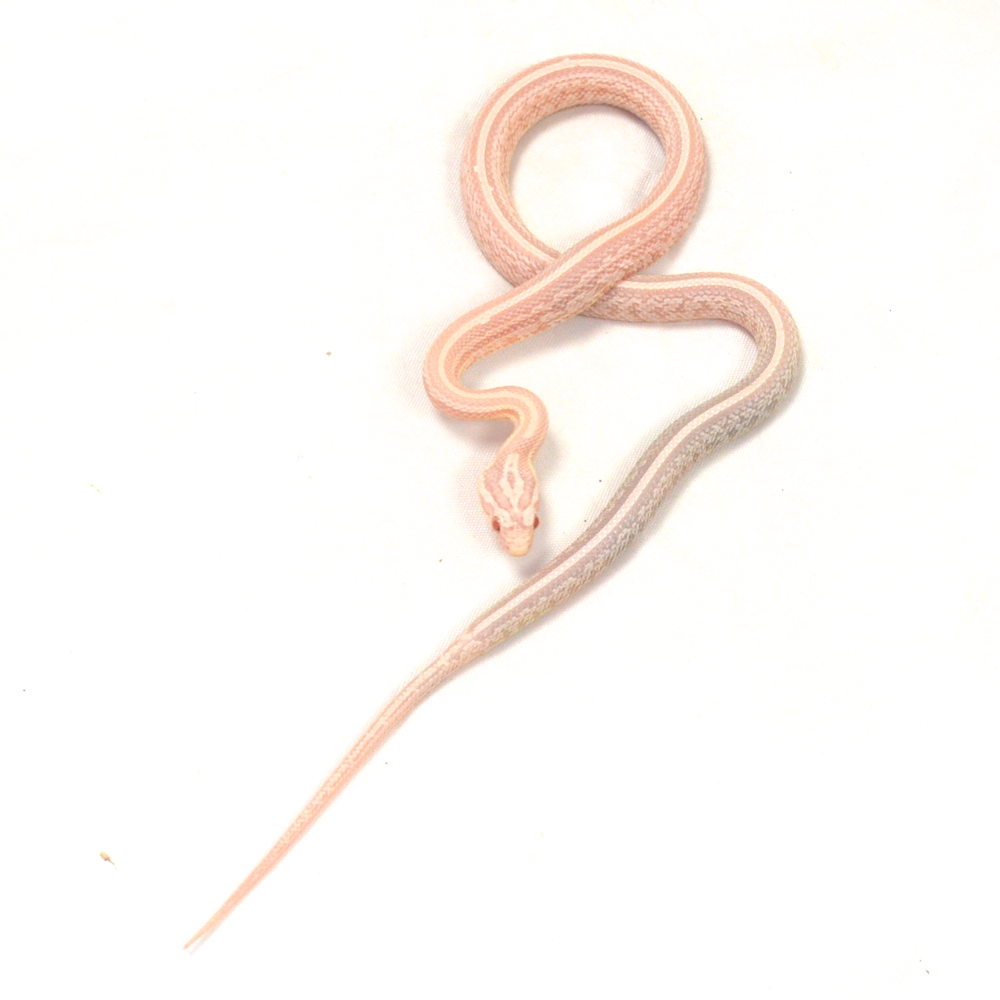 männliche Kornnatter - Tessera, Schlupf 01.06.2026, 11 g, 35 cm, Pantherophis guttatus