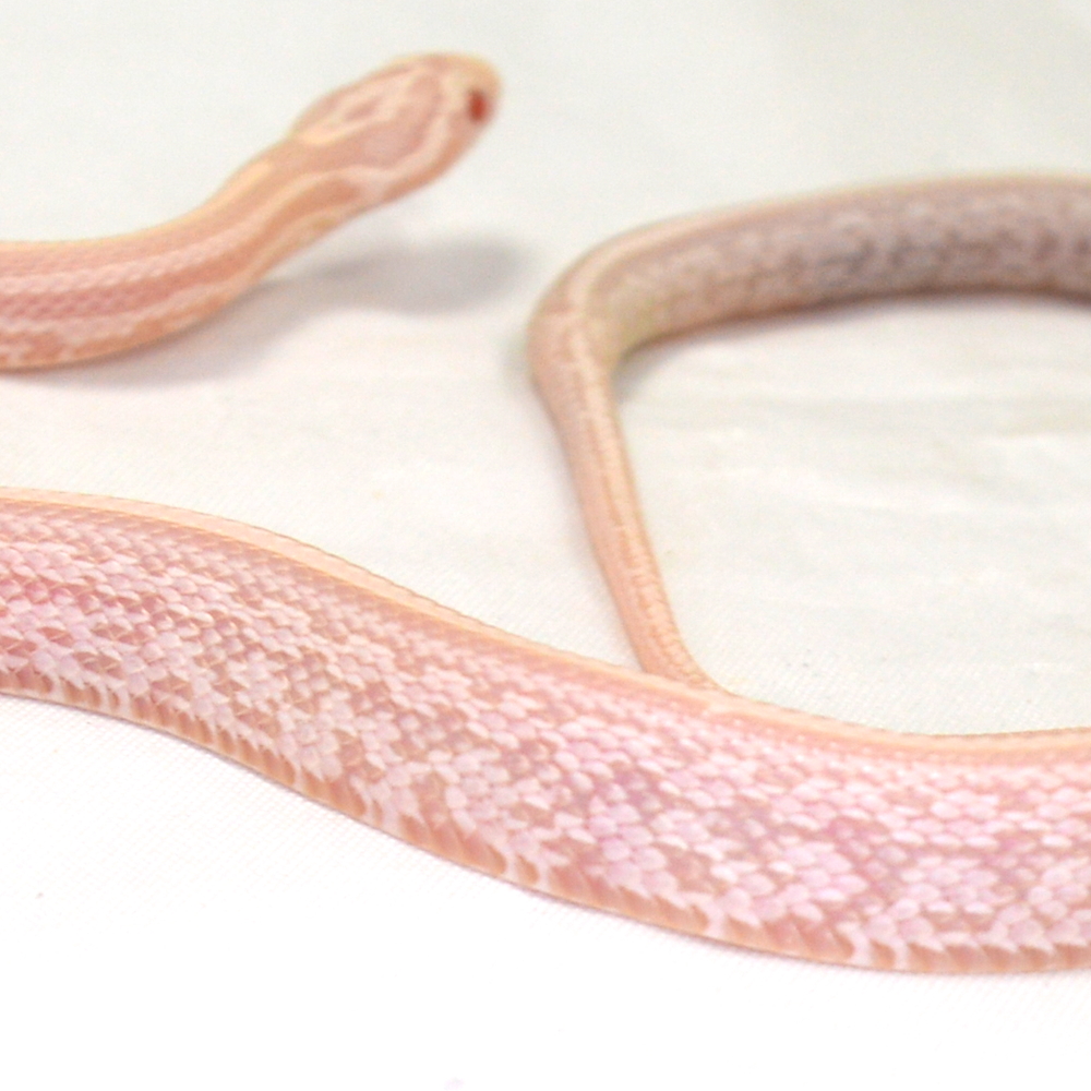 männliche Kornnatter - Tessera, Schlupf 01.06.2026, 11 g, 35 cm, Pantherophis guttatus – Bild 2