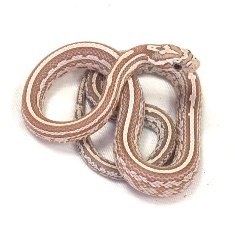 männliche Kornnatter - Tessera, Schlupf 01.06.2026, 12 g, 34 cm, Pantherophis guttatus – Bild 2