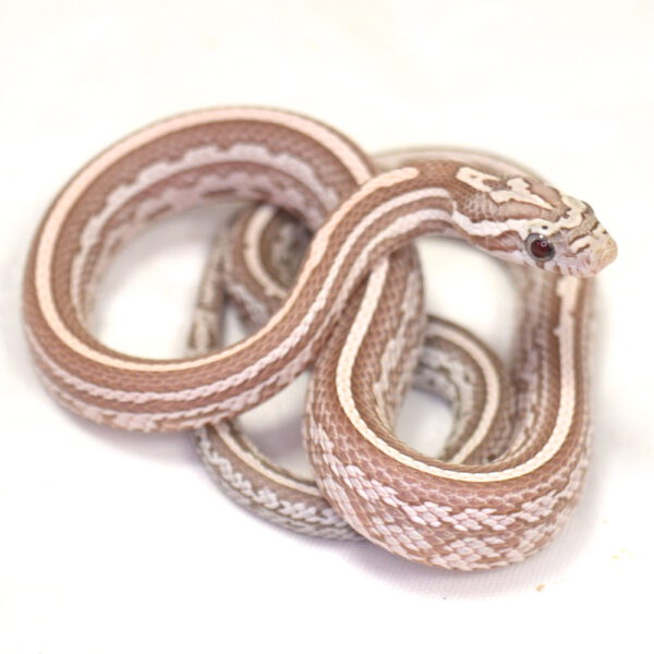 männliche Kornnatter - Tessera, Schlupf 01.06.2026, 12 g, 34 cm, Pantherophis guttatus