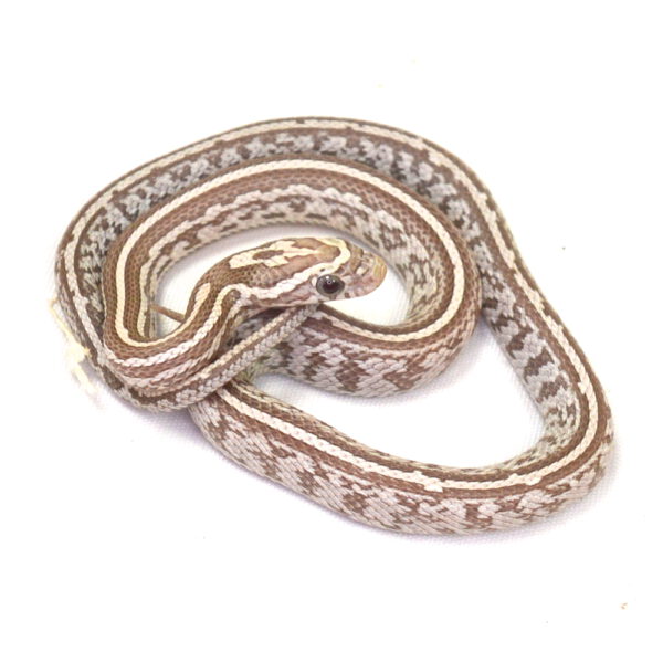 m&auml;nnliche Kornnatter - Tessera, Schlupf 01.06.2026, 8 g, 30 cm, Pantherophis guttatus