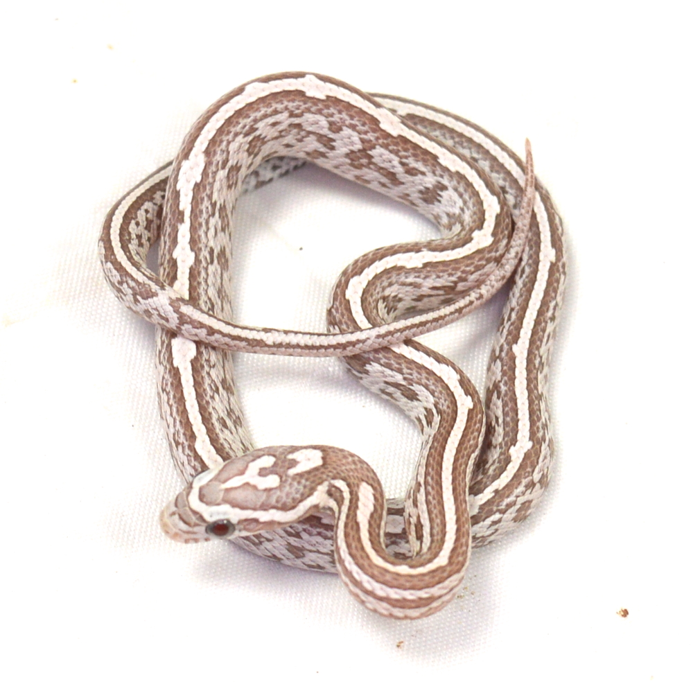 weibliche Kornnatter - Tessera, Schlupf 01.06.2026, 6 g, 32 cm, Pantherophis guttatus – Bild 2