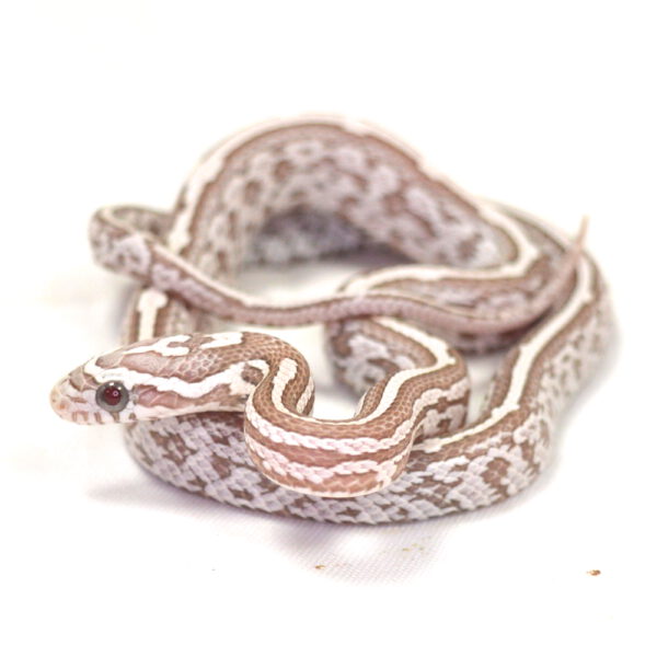 weibliche Kornnatter - Tessera, Schlupf 01.06.2026, 6 g, 32 cm, Pantherophis guttatus