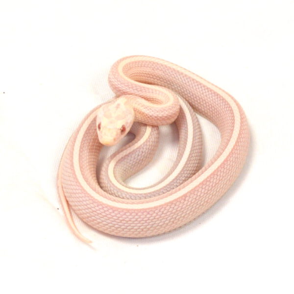 weibliche Kornnatter - Tessera, Schlupf 01.06.2026, 9 g, 30 cm, Pantherophis guttatus