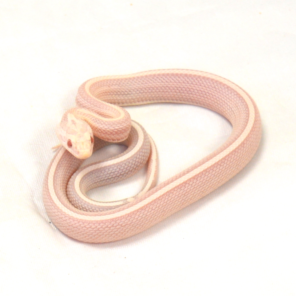 weibliche Kornnatter - Tessera, Schlupf 01.06.2026, 9 g, 30 cm, Pantherophis guttatus – Bild 2