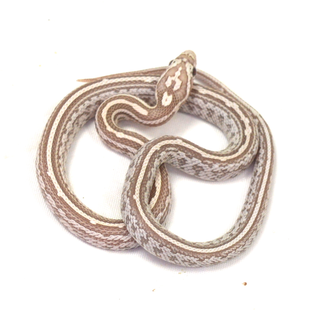 weibliche Kornnatter - Tessera, Schlupf 01.06.2026, 10 g, 31 cm, Pantherophis guttatus – Bild 2