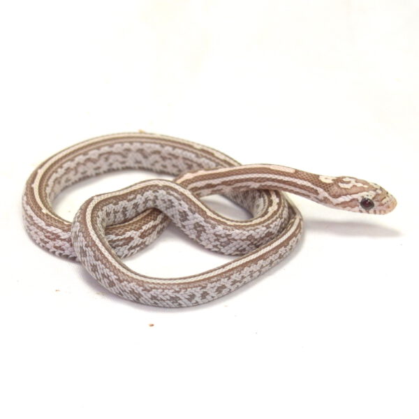 weibliche Kornnatter - Tessera, Schlupf 01.06.2026, 10 g, 31 cm, Pantherophis guttatus