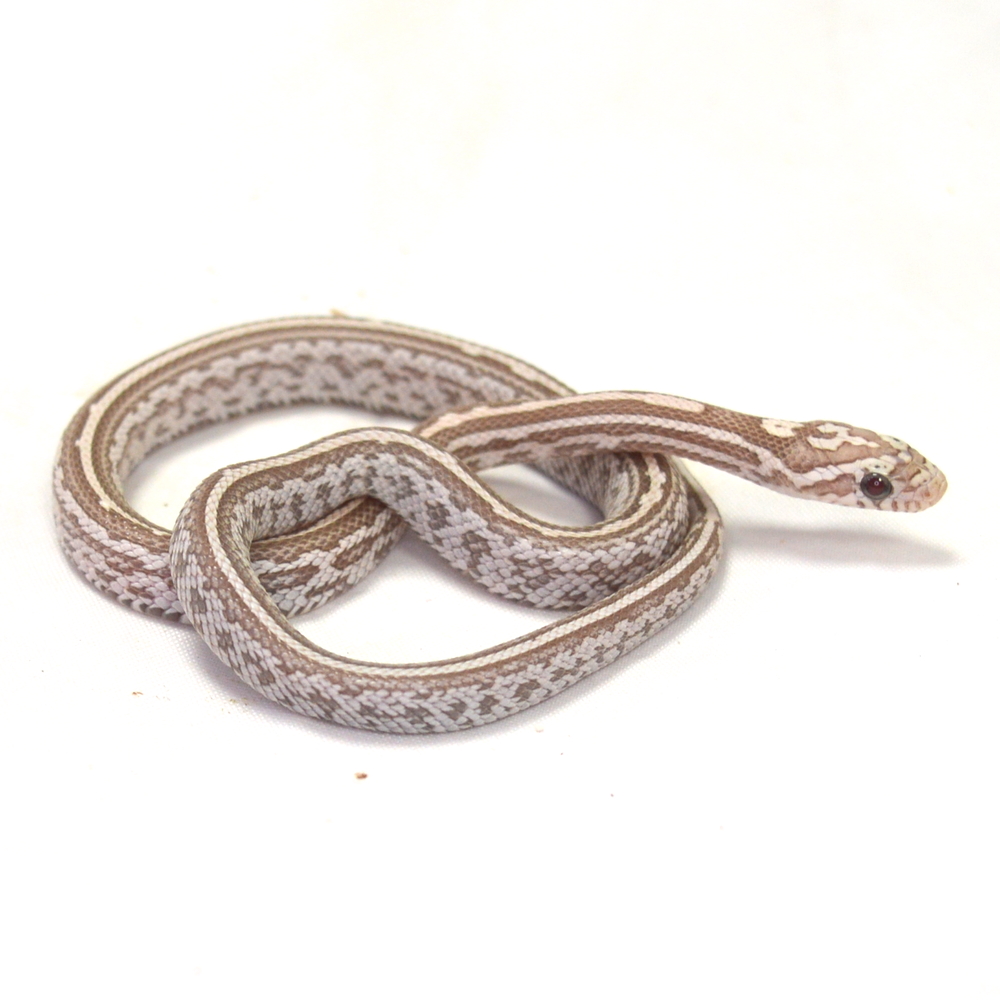 weibliche Kornnatter - Tessera, Schlupf 01.06.2026, 10 g, 31 cm, Pantherophis guttatus