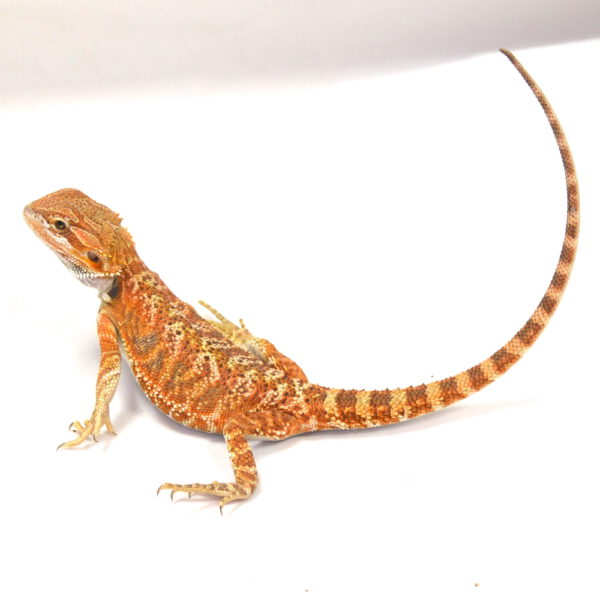 weibliche Farb-Bartagame, eigene Nachzucht, Schlupf April 2026, 40 g, 27 cm, Pogona vitticeps
